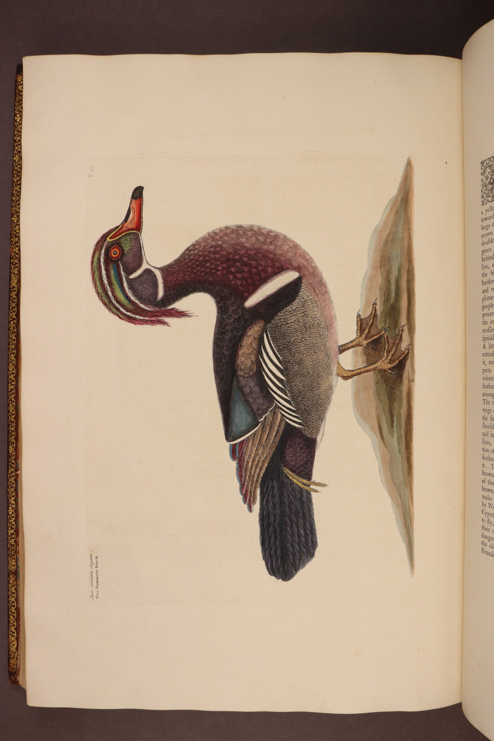 Plate 97